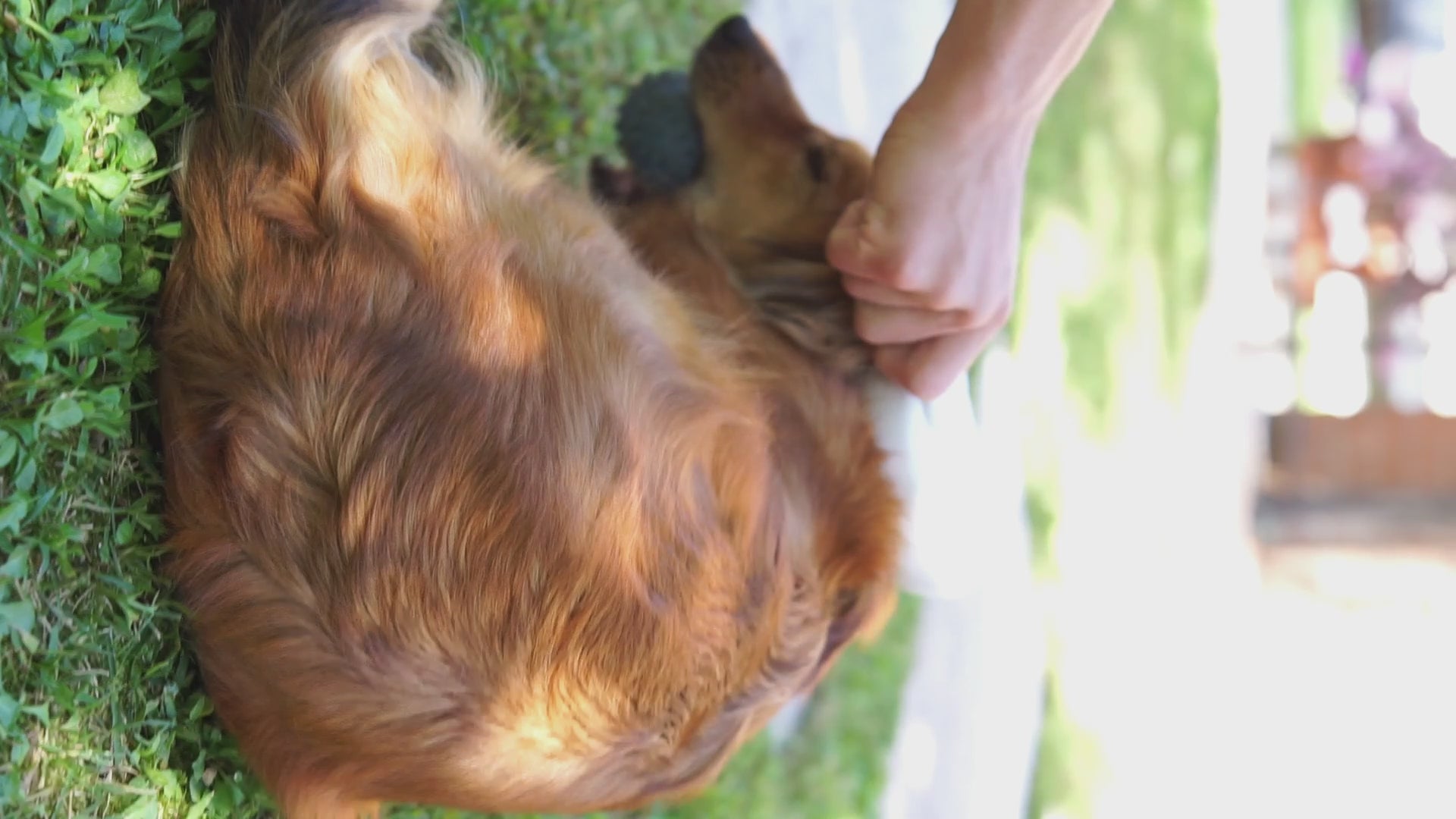 Carica il video: 